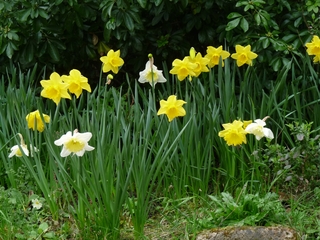 Lire la suite à propos de l’article Route des jonquilles